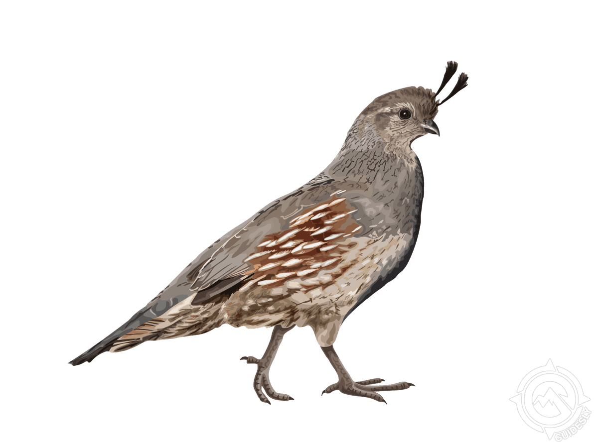 Gambel's Quail